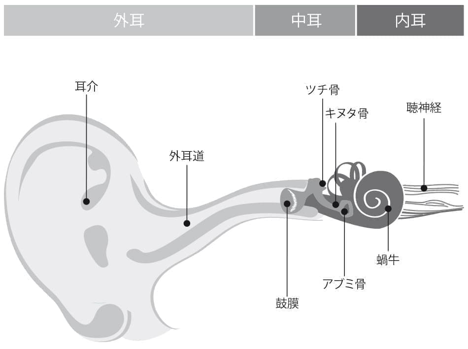 耳の構造